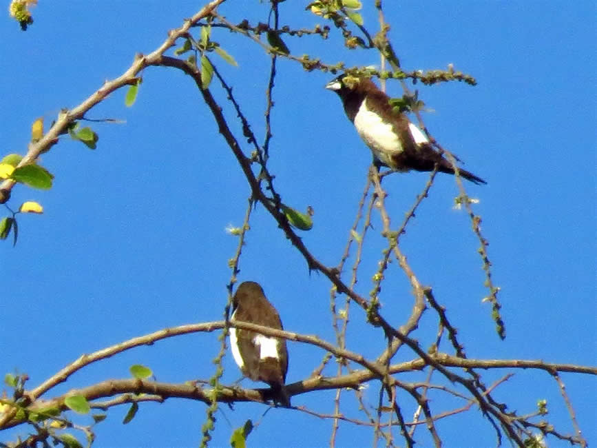 white backed Munia